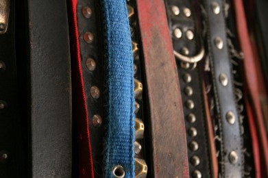 Collares de cuero o nylon, acolchados, anchos y cómodos. Con cierre de hebilla son mucho más seguros.